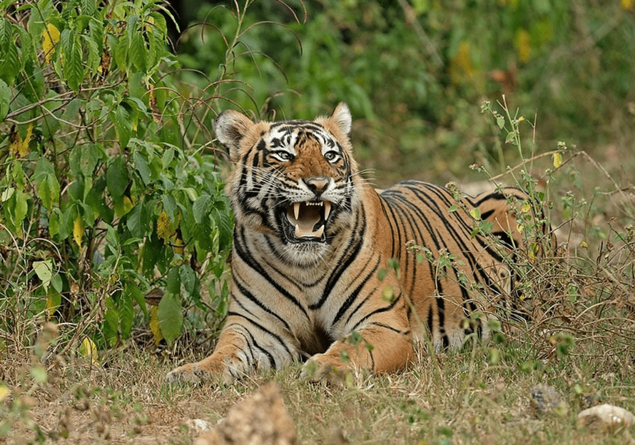 Sariska Tiger Reserve alwar