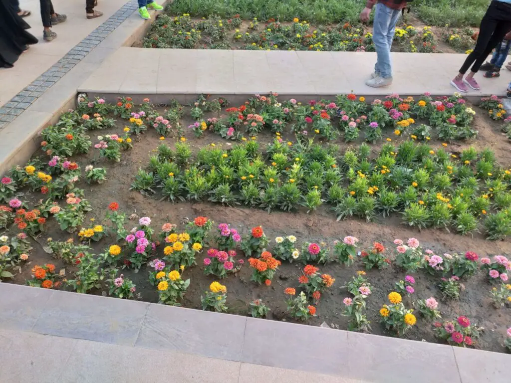 Flowers at City Park Jaipur