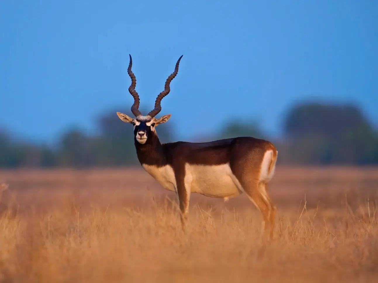 Tal Chhapar Blackbuck Sanctuary
