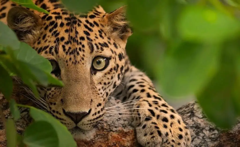 leopard safari in udaipur