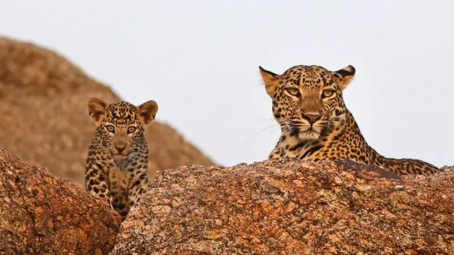 jawai leopard safari wild cats
