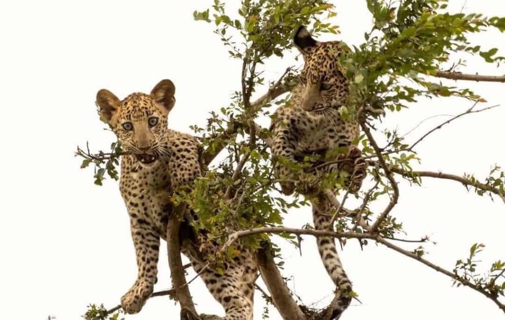 leopard cubs on tree