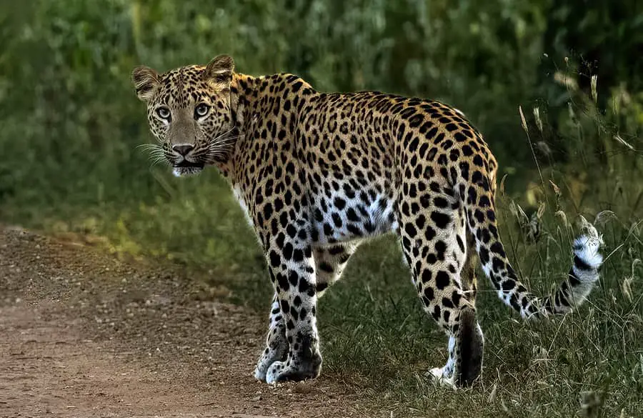 leopard at Jhalana