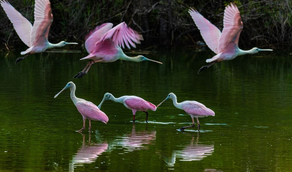 Guda Lake Birds Jodhpur