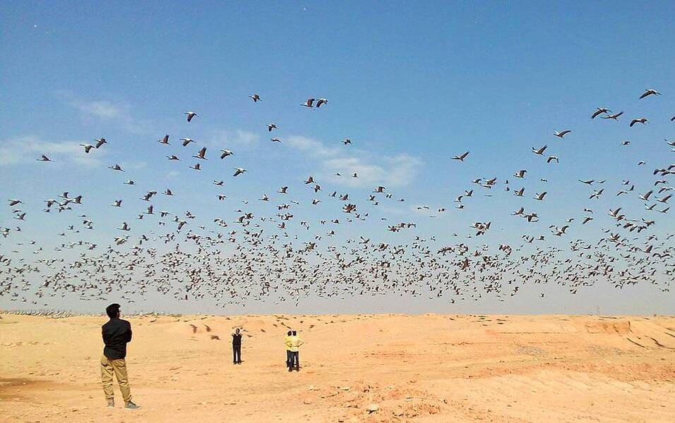 Khichan Bird Sanctuary