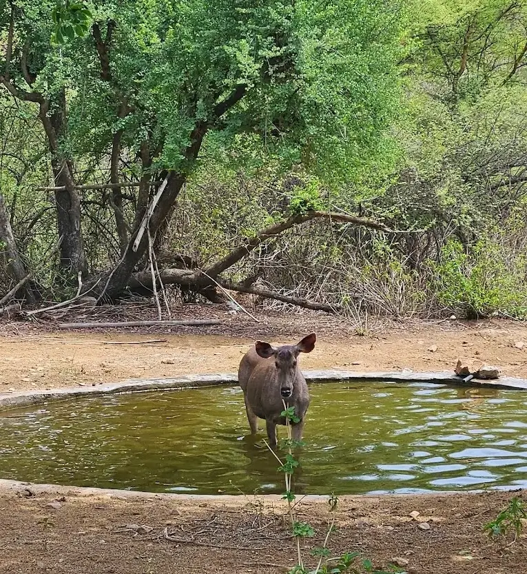 neelgai at beed papad leopard safari